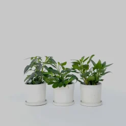 Meloenpeer - Set van 6 - Solanum Muricatum 'Pepino gold' - Hoogte 25-40cm - ⌀9cm