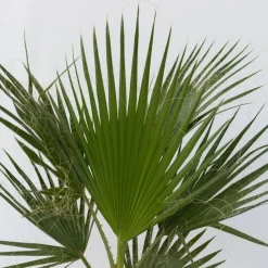 Mexicaanse waaierpalm - Washingtonia robusta - Hoogte 70-90cm - ⌀21cm