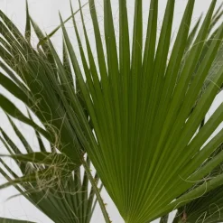Mexicaanse waaierpalm - Washingtonia robusta - Hoogte 70-90cm - ⌀21cm