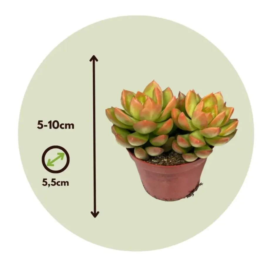 Mini-vetplanten - Set van 60 - Succulentenmix - Hoogte 5-10cm - ⌀5,5cm