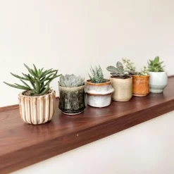 Mini-vetplanten - Set van 60 - Succulentenmix - Hoogte 5-10cm - ⌀5,5cm