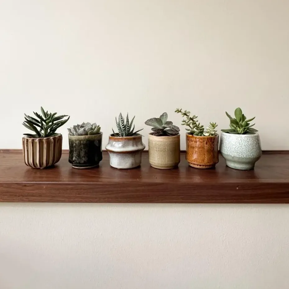 Mini-vetplanten - Set van 6 - Succulent Mix - Hoogte 5-10cm - ⌀5,5cm