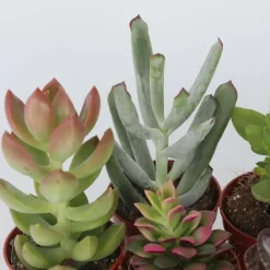 Mini-vetplanten - Set van 6 - Succulent Mix - Hoogte 5-10cm - ⌀5,5cm