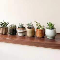 Mini-vetplanten - Set van 6 - Succulent Mix - Hoogte 5-10cm - ⌀5,5cm