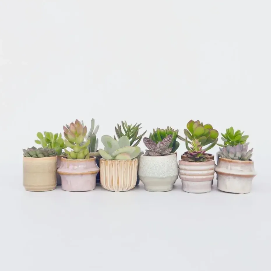 Mini-vetplanten - Set van 12 - Succulent Mix - Hoogte 5-10cm - ⌀5,5cm