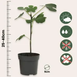 Mix fruitbomen - Set van 4 - Hoogte 25-40cm - ⌀9cm