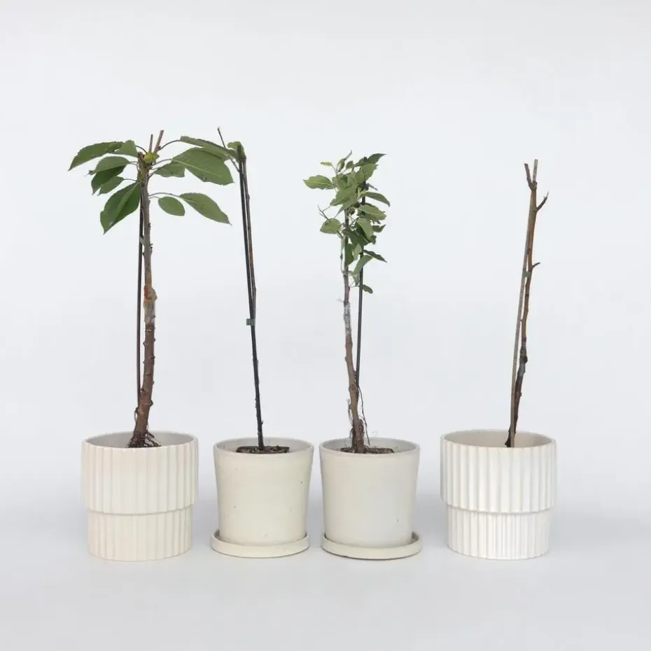 Mix fruitzuilen - Set van 8 - Malus, Pryus, Prunus - Hoogte 60-70cm - ⌀9cm
