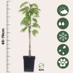 Mix fruitzuilen - Set van 8 - Malus, Pryus, Prunus - Hoogte 60-70cm - ⌀9cm