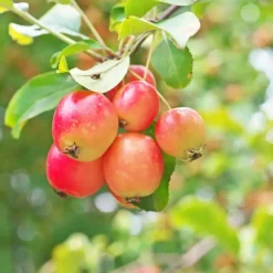 Mix fruitzuilen - Set van 8 - Malus, Pryus, Prunus - Hoogte 60-70cm - ⌀9cm