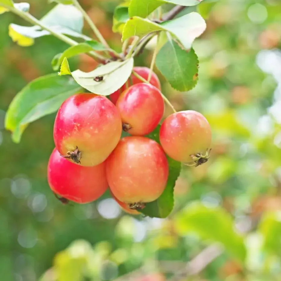 Mix fruitzuilen - Set van 8 - Malus, Pryus, Prunus - Hoogte 60-70cm - ⌀9cm