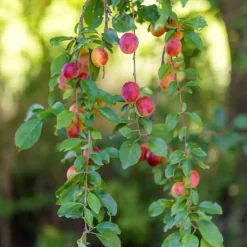 Mix fruitzuilen - Set van 16 - Malus, Pryus, Prunus - Hoogte 60-70cm - ⌀9cm