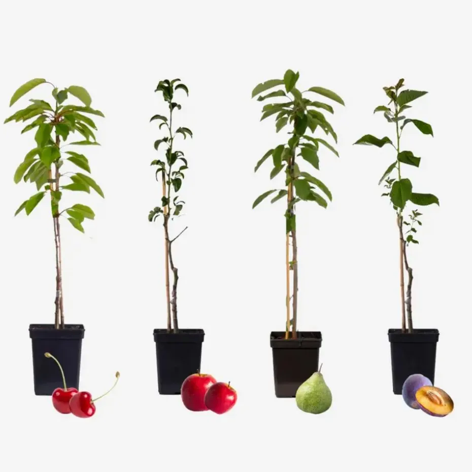 Mix fruitzuilen - Set van 4 - Malus, Pryus, Prunus - Hoogte 60-70cm - ⌀9cm