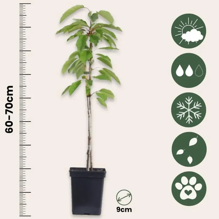 Mix fruitzuilen - Set van 4 - Malus, Pryus, Prunus - Hoogte 60-70cm - ⌀9cm