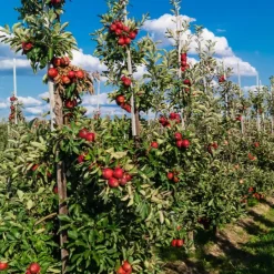 Mix fruitzuilen met plantenvoeding - Set van 4 - Hoogte 60-70cm - ⌀9cm