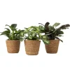Mix van 3 kamerplanten incl. mandjes - Hoogte 25-40cm - ⌀12cm