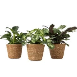 Mix van 3 kamerplanten incl. mandjes - Hoogte 25-40cm - ⌀12cm