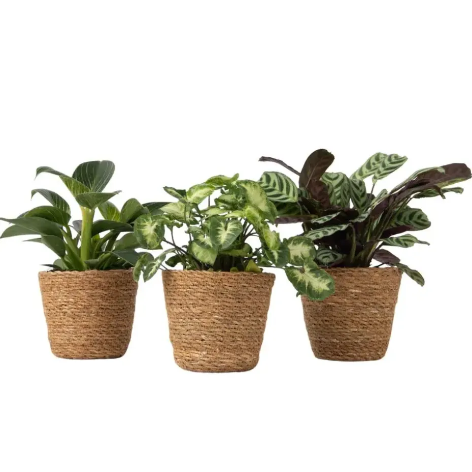 Mix van 3 kamerplanten incl. mandjes - Hoogte 25-40cm - ⌀12cm