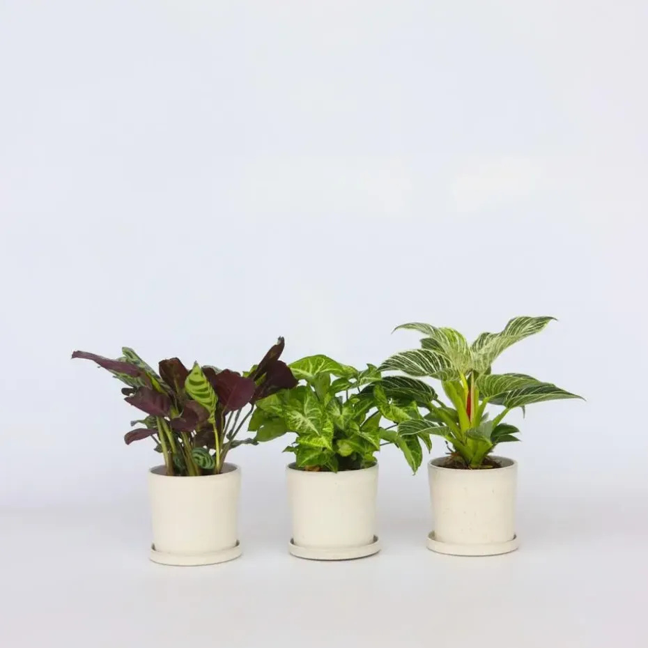 Mix van 3 kamerplanten incl. mandjes - Hoogte 25-40cm - ⌀12cm