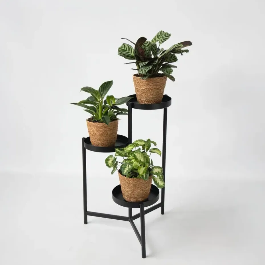 Mix van 3 kamerplanten incl. mandjes - Hoogte 25-40cm - ⌀12cm