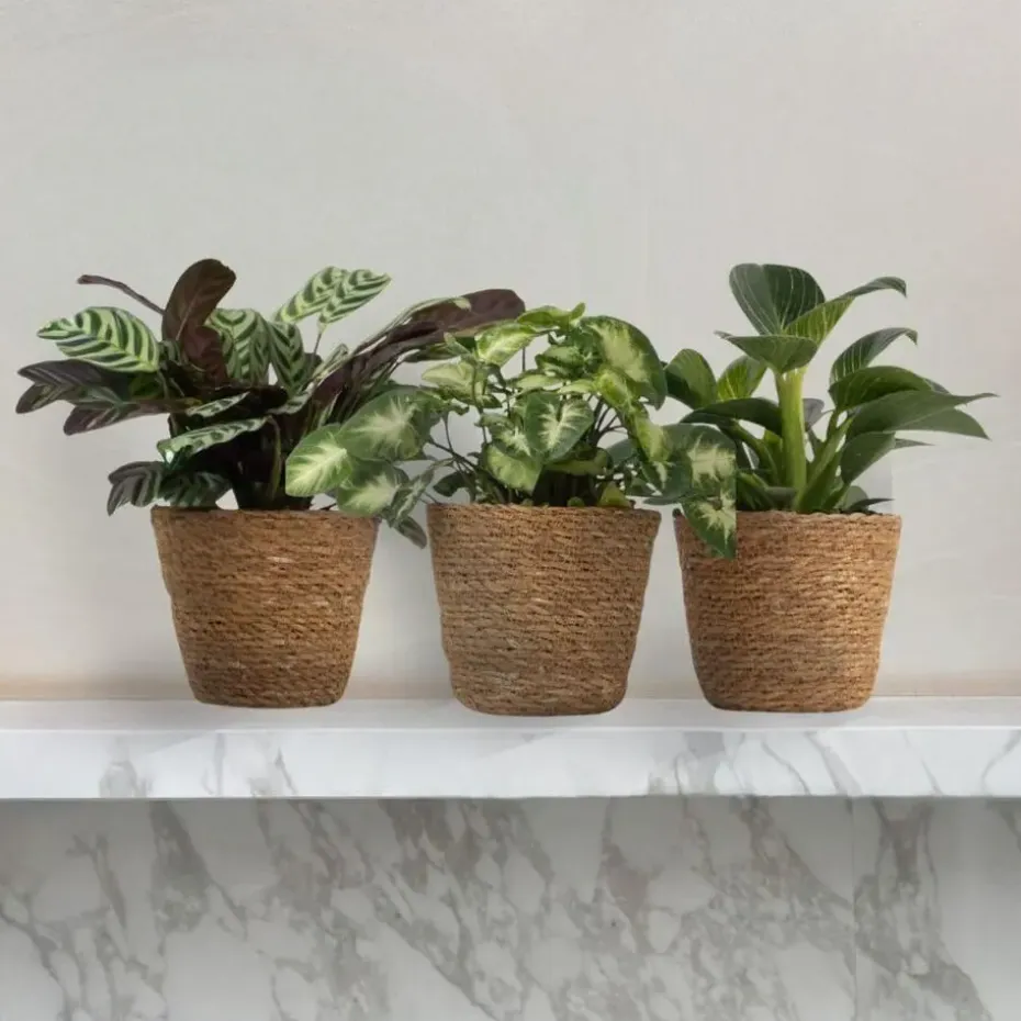 Mix van 3 kamerplanten incl. mandjes - Hoogte 25-40cm - ⌀12cm