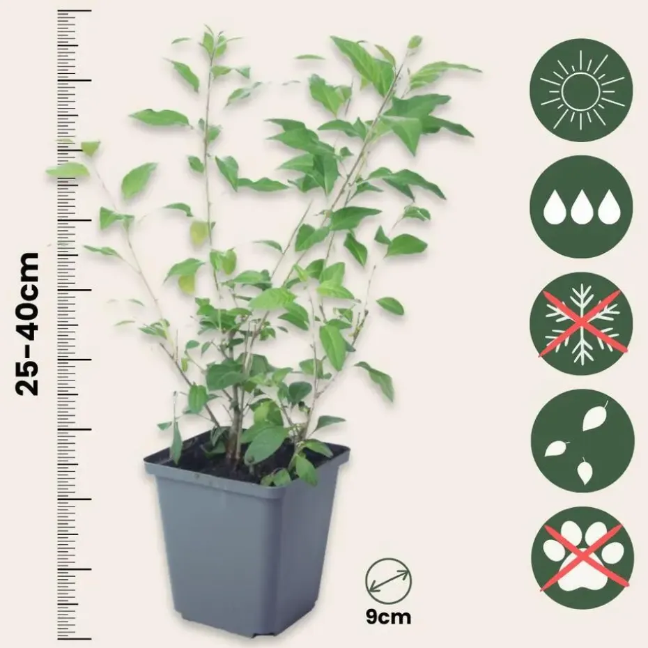 Nachtschade - Set van 6 - Lycianthes rantonnetii - Hoogte 25-40cm - ⌀9cm