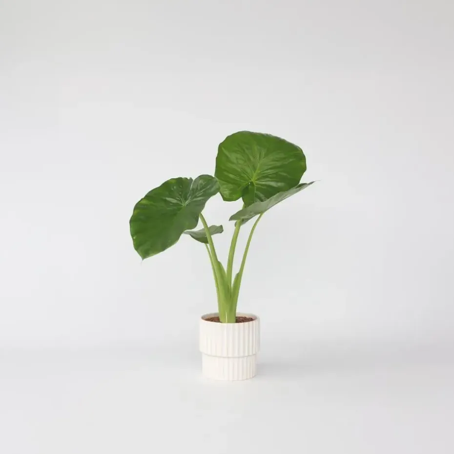 Olifantsoor - Alocasia 'Odora' - Hoogte 55-75cm - ⌀17cm