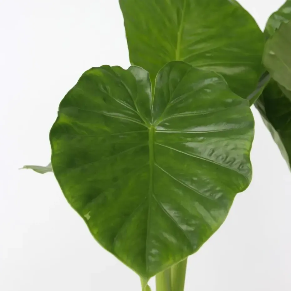 Olifantsoor - Alocasia 'Odora' - Hoogte 55-75cm - ⌀17cm