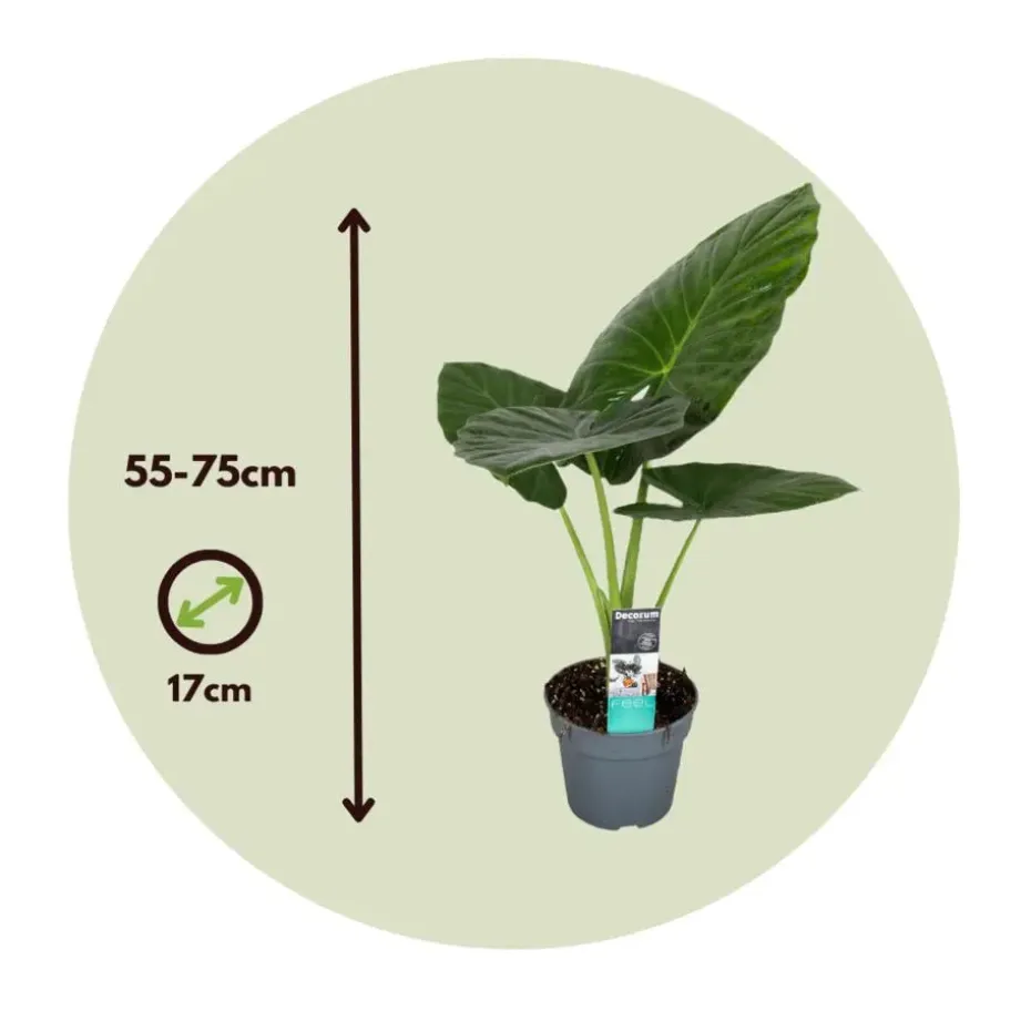 Olifantsoor - Alocasia 'Odora' - Hoogte 55-75cm - ⌀17cm