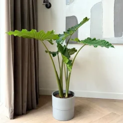 Olifantsoor - Alocasia 'Portodora' - Hoogte 110-120cm - ⌀32cm