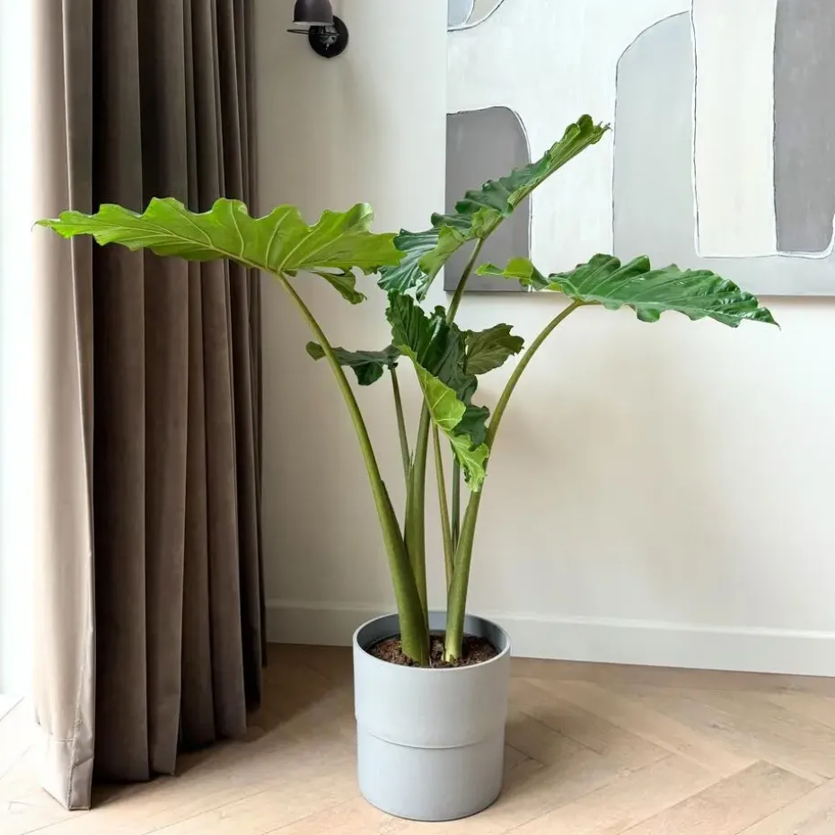 Olifantsoor - Alocasia 'Portodora' - Hoogte 110-120cm - ⌀32cm
