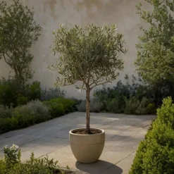 Olijfboom - Olea europaea - Hoogte 60-70cm - ⌀17cm