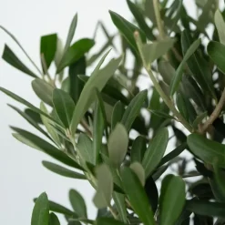 Olijfboom - Olea europaea - Hoogte 60-70cm - ⌀17cm