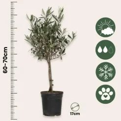 Olijfboom - Olea europaea - Hoogte 60-70cm - ⌀17cm