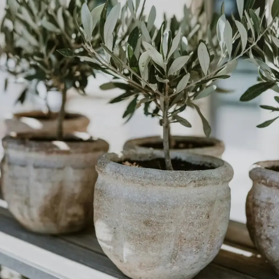 Olijfboom - Olea europaea - Hoogte 60-70cm - ⌀17cm