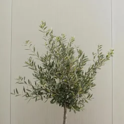 Olijfboom - Olea europaea - Hoogte 60-70cm - ⌀17cm