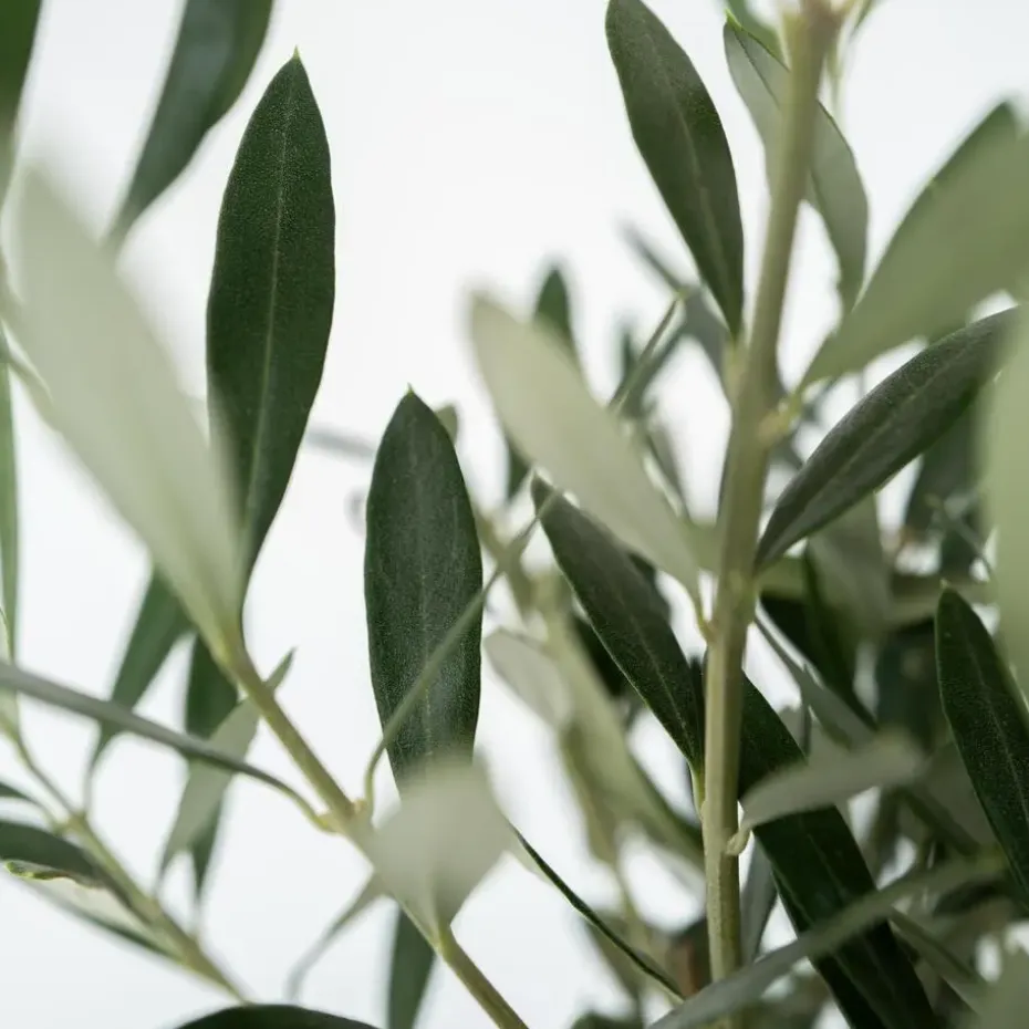 Olijfboom - Olea europaea - Hoogte 45-55cm - ⌀14cm