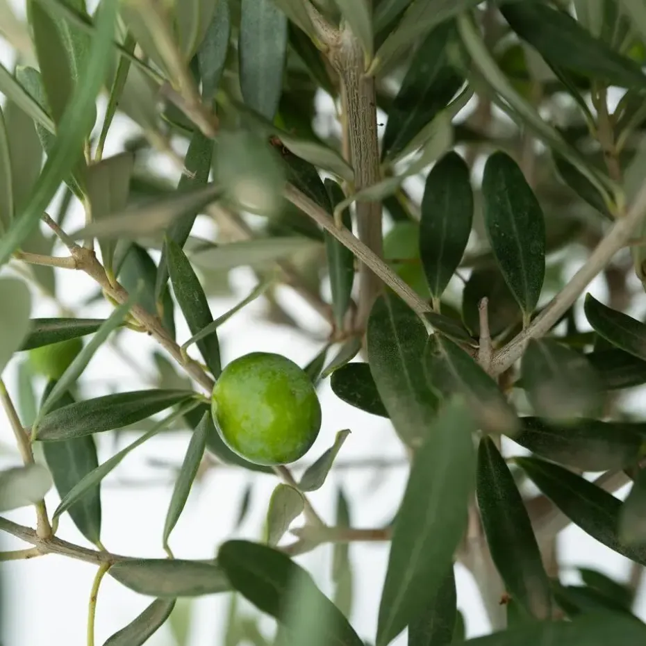 Olijfboom - Olea europaea - Hoogte 45-55cm - ⌀14cm