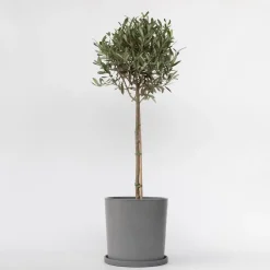 Olijfboom - Olea europaea - Hoogte 90-100cm - ⌀21cm