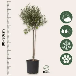 Olijfboom - Olea europaea - Hoogte 80-90cm - ⌀19cm