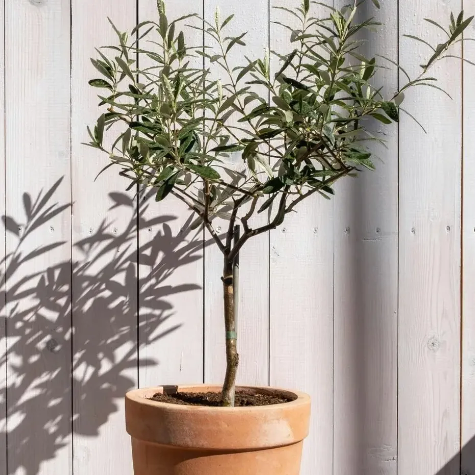 Olijfboom - Set van 2 - Olea europaea - Hoogte 50-60cm - ⌀14cm
