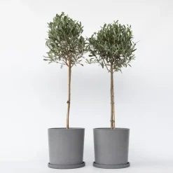 Olijfboom - Set van 2 - Olea europaea - Hoogte 90-100cm - ⌀21cm