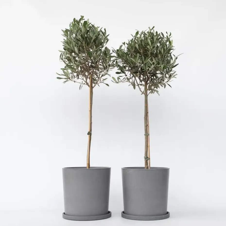 Olijfboom - Set van 2 - Olea europaea - Hoogte 90-100cm - ⌀21cm