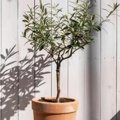 Olijfboom - Set van 2 - Olea europaea - Hoogte 90-100cm - ⌀21cm