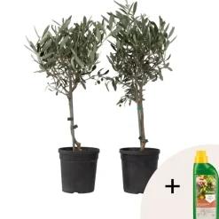 Olijfboom - Set van 2 - Olea europaea - Hoogte 50-60cm - ⌀14cm