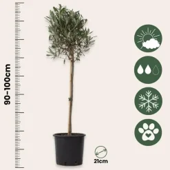Olijfboom met voeding - Set van 2 - Olea europaea - Hoogte 90-100cm - ⌀21cm