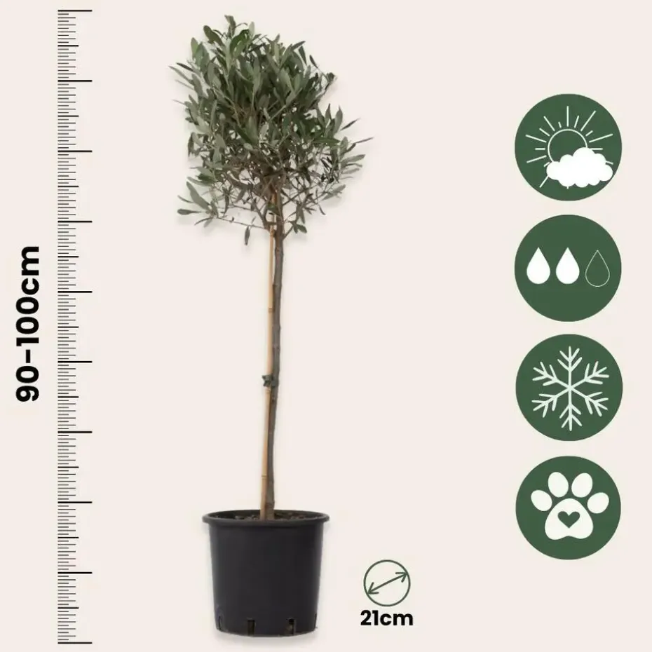 Olijfboom met voeding - Set van 2 - Olea europaea - Hoogte 90-100cm - ⌀21cm