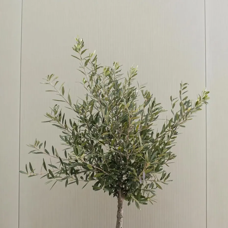 Olijfboom met voeding - Set van 2 - Olea europaea - Hoogte 90-100cm - ⌀21cm