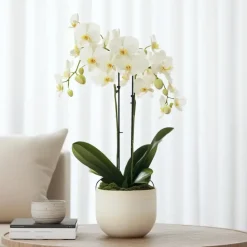 Orchidee wit - Phalaenopsis Multiflora - Hoogte 35-45cm - ⌀12cm