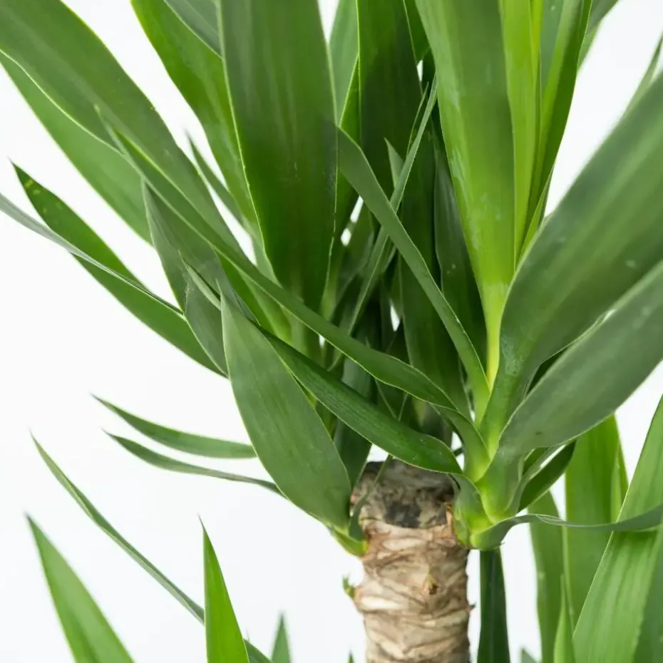 Palmlelie - Set van 3 - Yucca elephantipes - Hoogte 50-60cm - ⌀14cm