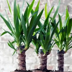 Palmlelie - Set van 3 - Yucca elephantipes - Hoogte 50-60cm - ⌀14cm